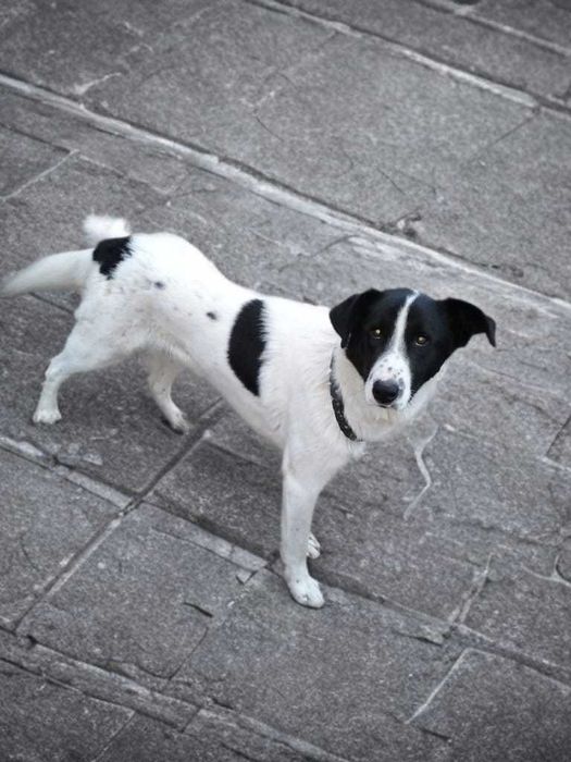 Собака в добрые руки