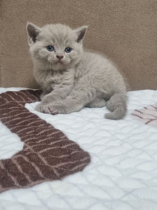 Продаётся котёнок