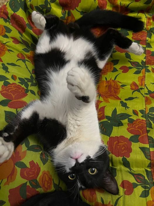 Отдам кота в добрые руки