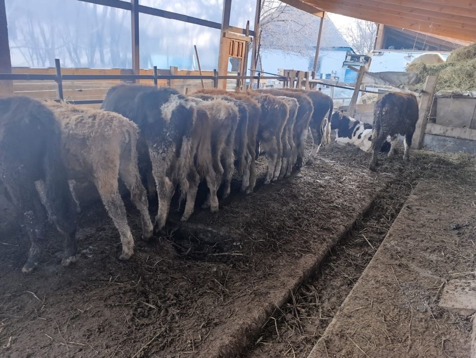 Бузаулар сатылады