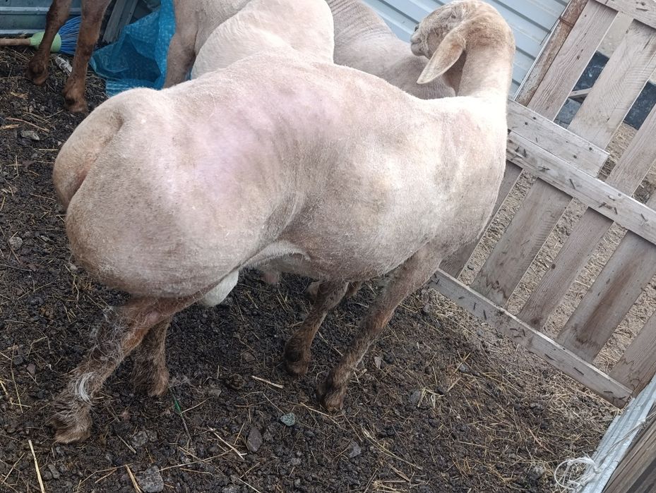 Арашан 2 возраст харошы