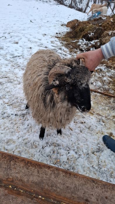 Vind berbecuț din vara