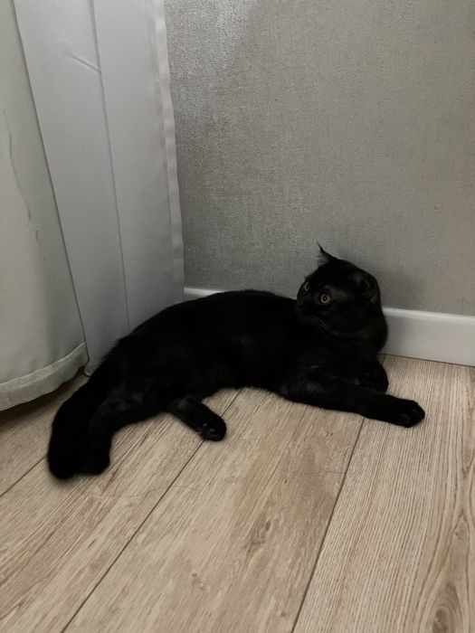 Отдам кошку в добрые руки