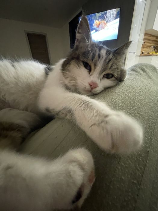 Найдена кошка, верну хозяивам