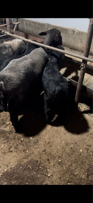 Ona bola qoylar sotiladi