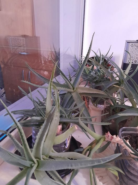 Продам алоэ лечебное