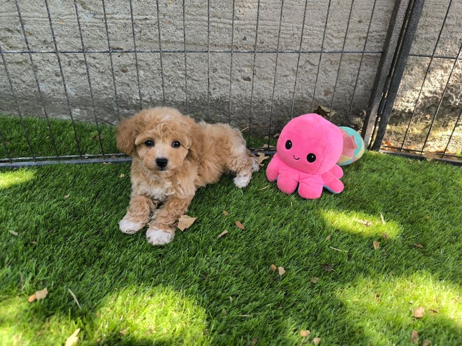 Vand fetita Maltipoo f1 rosu toy