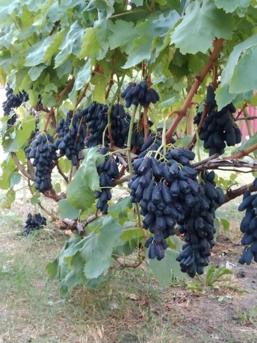 Vând vita de vie struguri de masă care merg si bolta