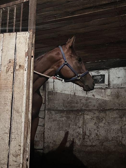 чк 3 жасар еркек сатылады