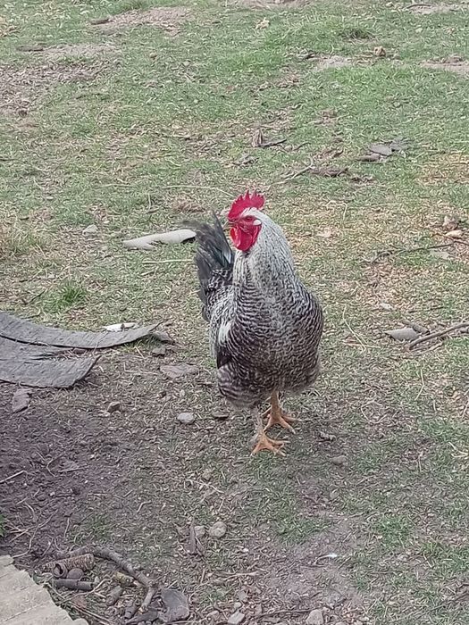 Vând Cocoș 250 RON