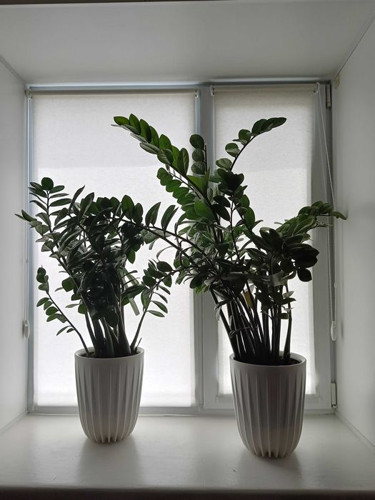 Комнатные цветы оформление пространства