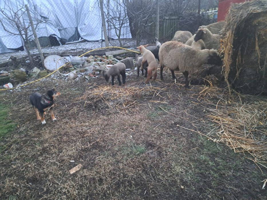 Oi carabasa romaneasca/Miei, oi carabase