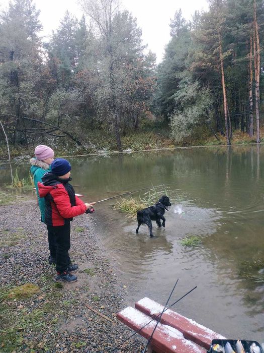 Вязка, русский спаниель, кобель.