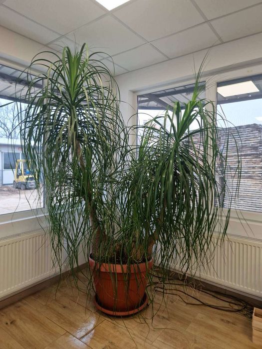 Цвети нолина на 25 година