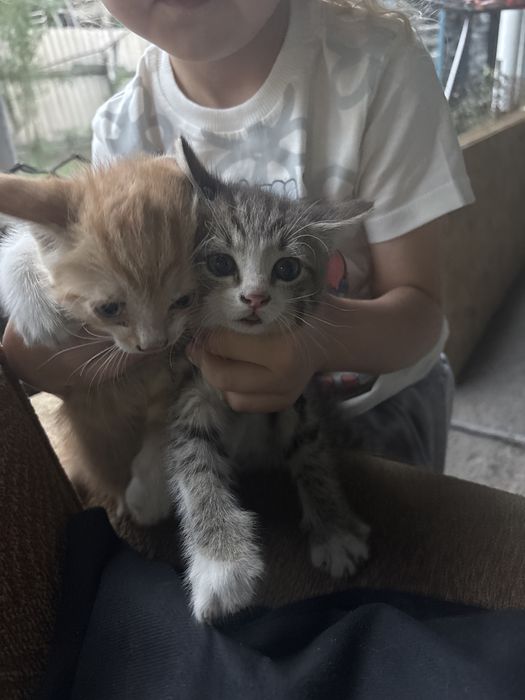 Отдам котят в хорошие руки