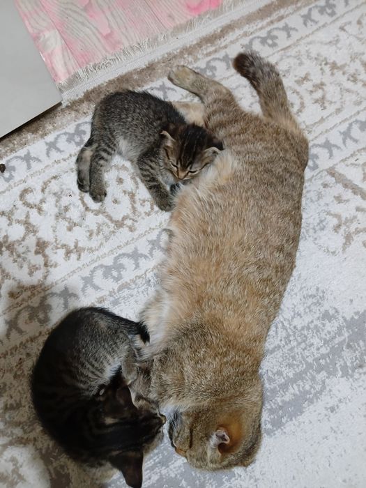 Отдам даром котят