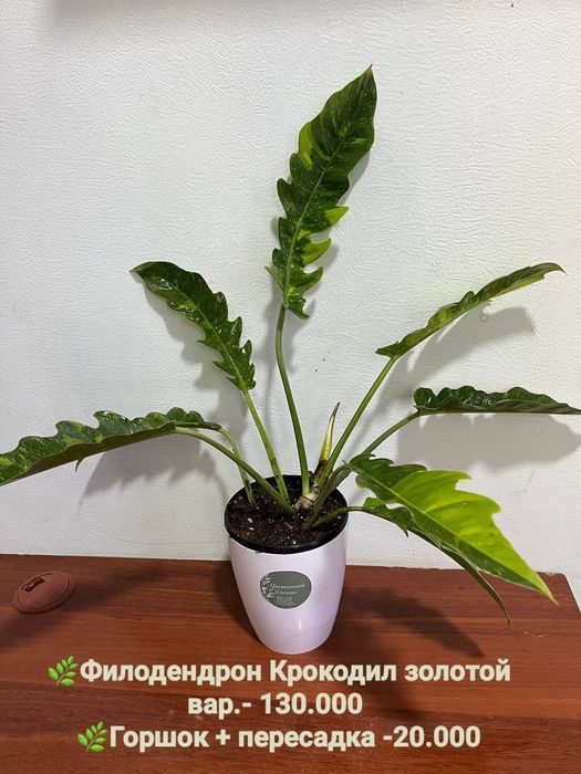 Антуриум, Филодендрон крокодил и др расте