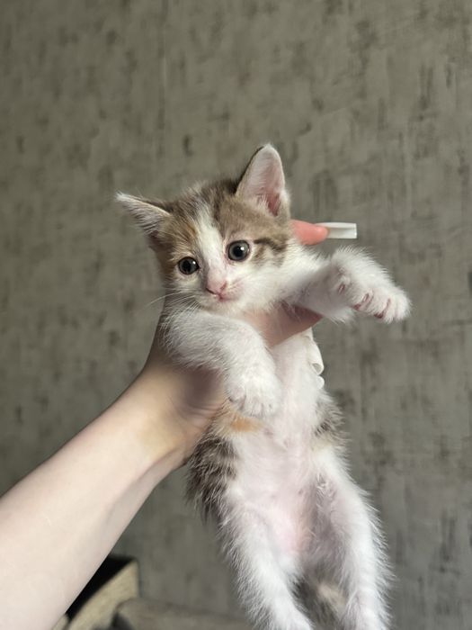 отдаю котят в добрые руки