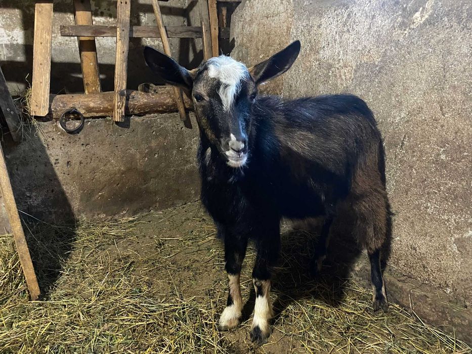 Vand/Schimb cu Iada sau Capra Ied de 9 luni