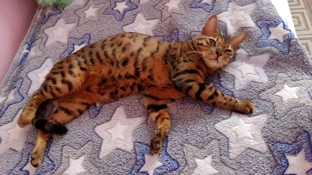 Отдам девочку  бенгальскую