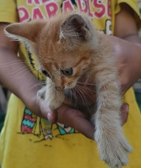 Отдам котят бесплатно
