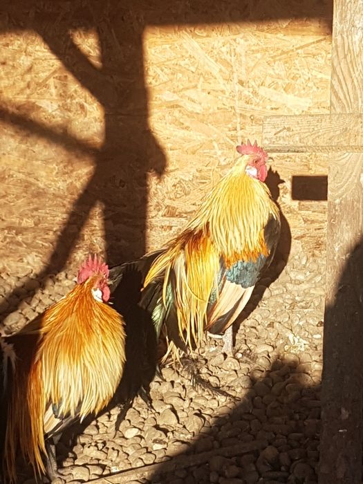 Phoenix cocosi tineri