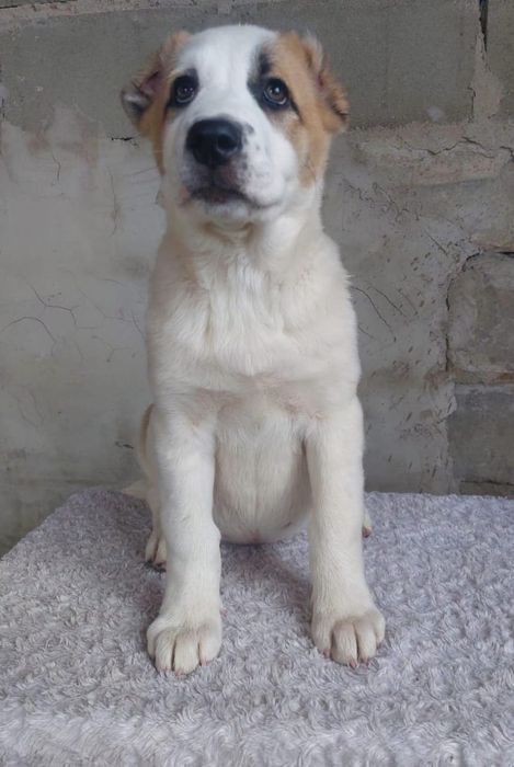 Предлагаются щенки САО