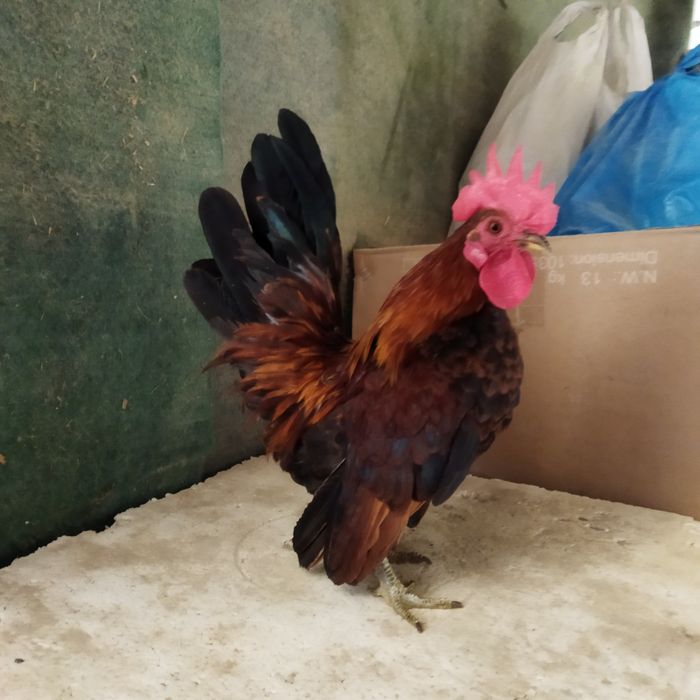 Serama xorozcha sotiladi yosh xoroz mayda narsa