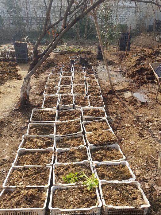 Биогомус органоминеральное удобрение. По технологии Игонина А.М.