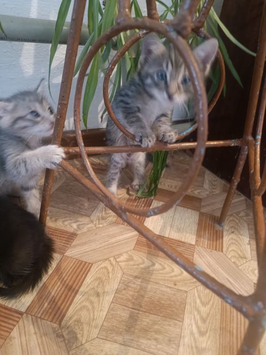 Котята 1.5 месяца