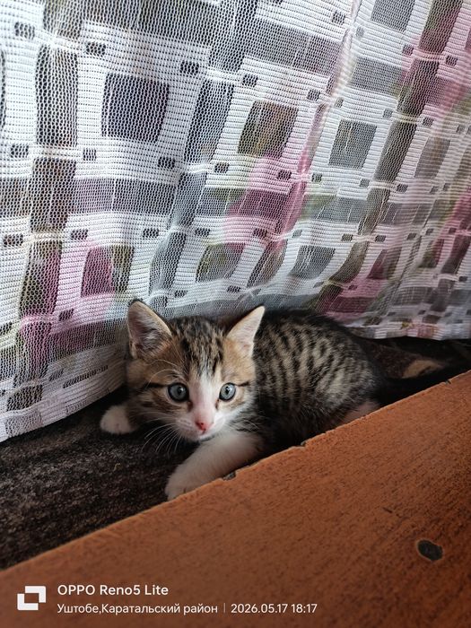 Отдам котенка бесплатно