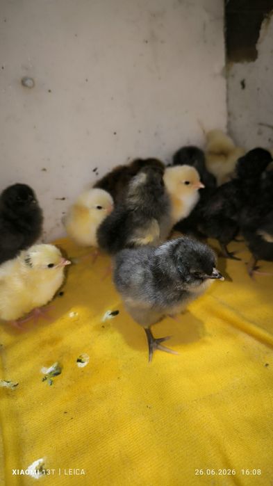 Продам домашних цыплят