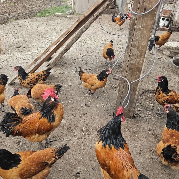 Био месо, яйца за за люпене, пуйки селски