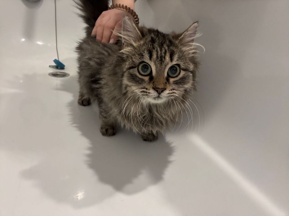 Котенок мальчик ещет дом