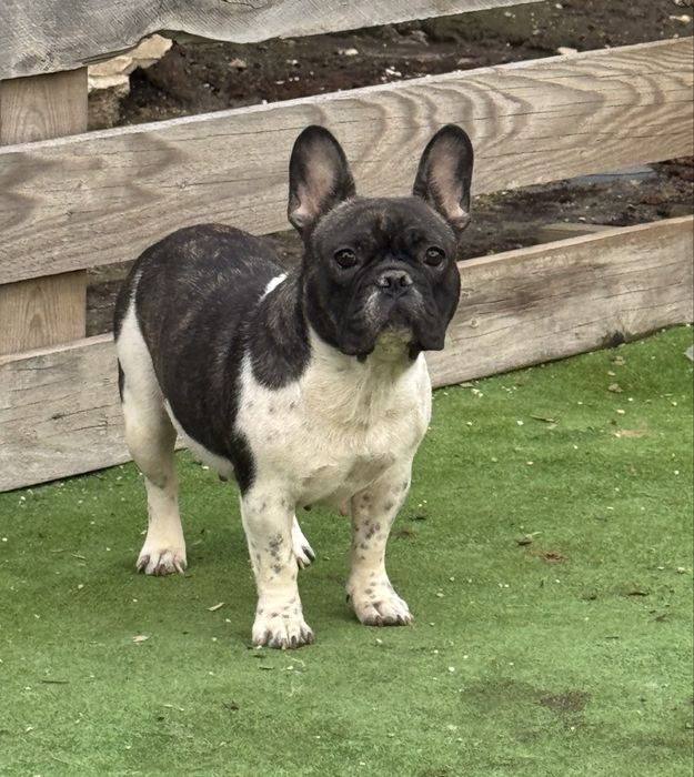Femela buldog francez