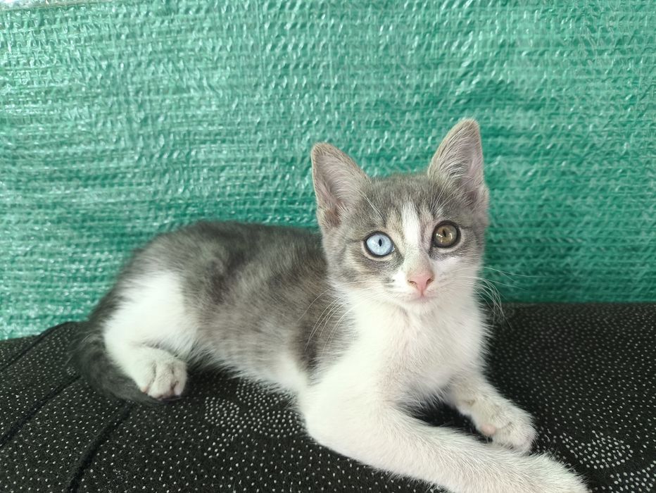 Отдам котят 3 месяца