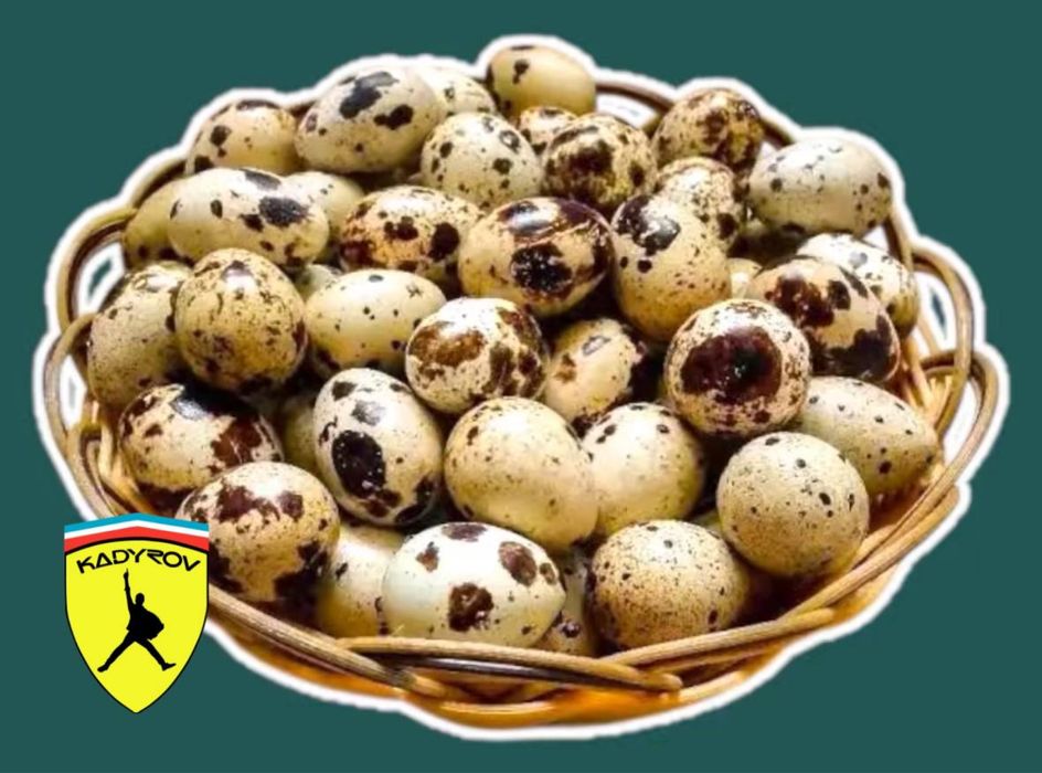 Оптом перепелиные яйца выгодно для бизнеса