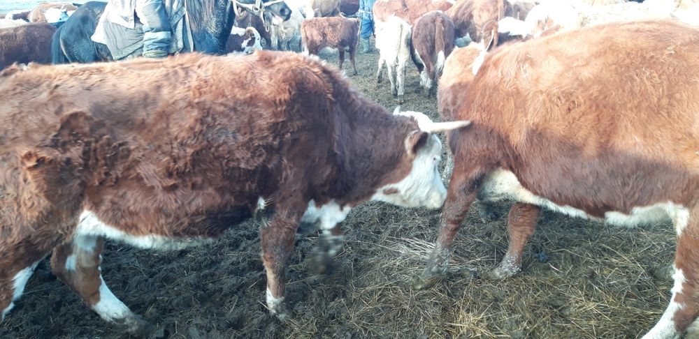 2 жасар өгіздер сатылады.