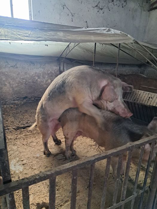 Работещ Нерез Прасе