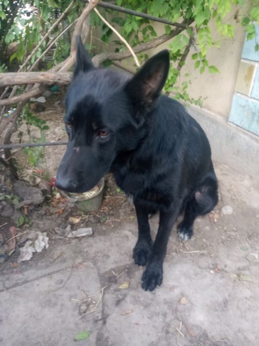 Прадам авчарку немецкую