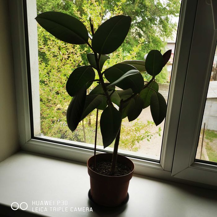Продаю фикус в горшке