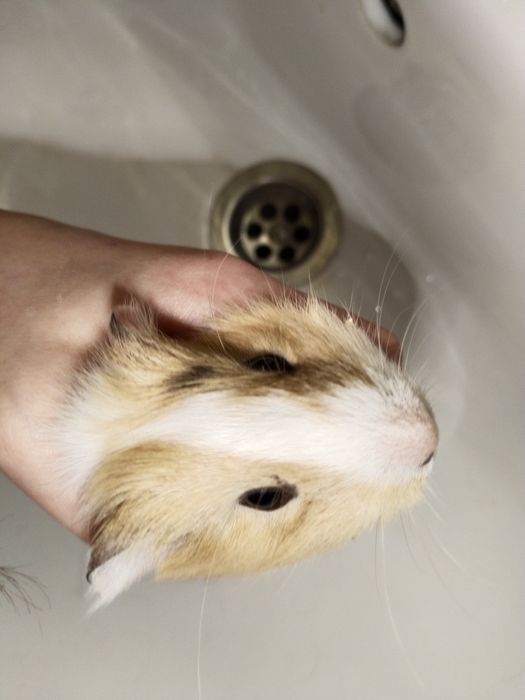 Морская свинка милая девочка