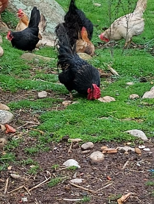 Подарявам три декоративни петлета.