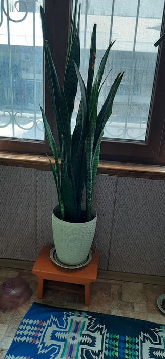 Продаются комнатные цветы