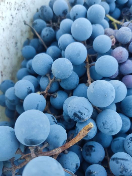 Sezonul mustului de lechinta a inceput /must ravac debubortat