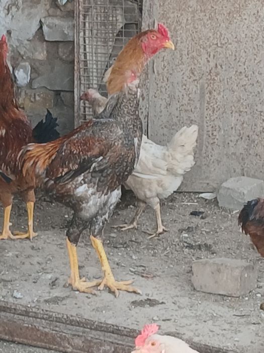 Хуроз дакан хуроз