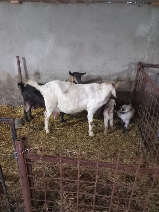 Vând 2 capre bune de lapte