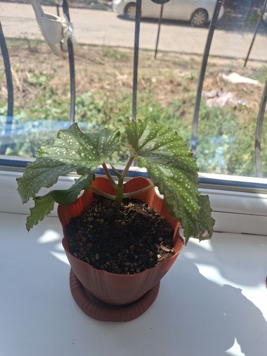 Бегония коралловый продам