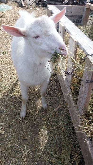 Vând țap rasa saanen vârsta 11luni .
