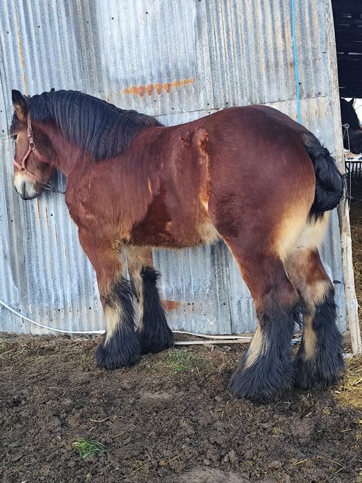 Armăsar Belgian 3 ani